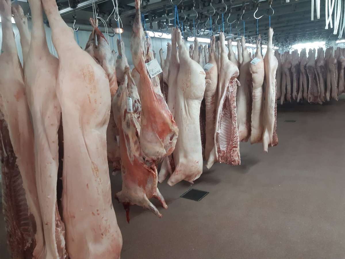 cella frigorifera settore carni STF cella frigorifera settore carni STF